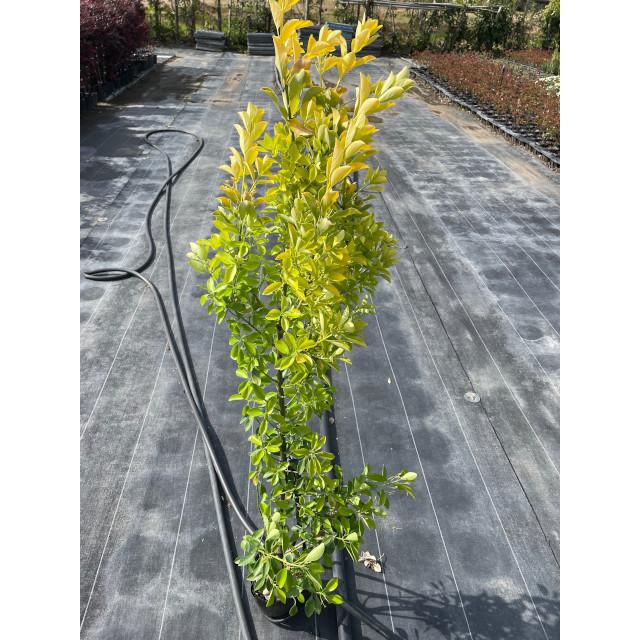植木 生垣 オウゴンマサキ (黄金マサキ) 15.0p 10本 樹高1.0m前後
