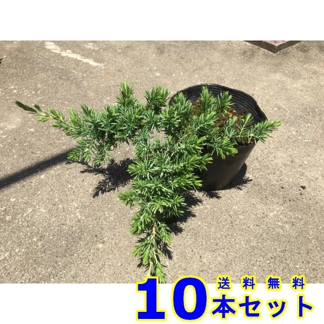 人気絶頂 コニファー ブルーパシフィック 常緑樹 低木 15 0ｐ 10本 グランドカバー 下草 雑草予防 最新コレックション Www Aqtsolutions Com