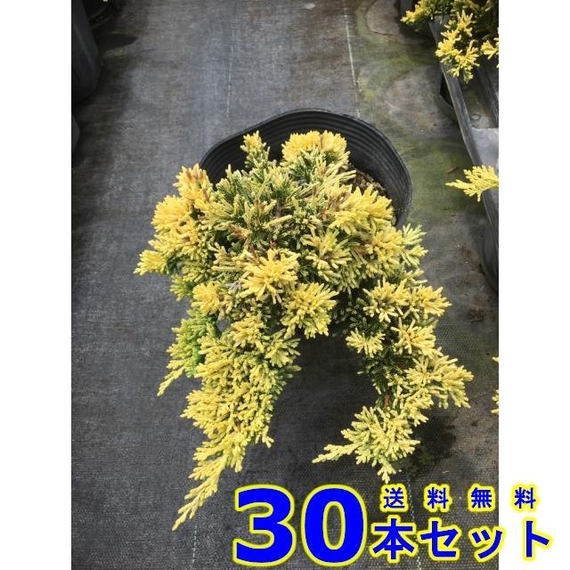 コニファー ゴールデンカーペット 常緑樹 低木 15 0ｐ 30本 グランドカバー 下草 雑草予防 009 030 猪之助商店 通販 Yahoo ショッピング