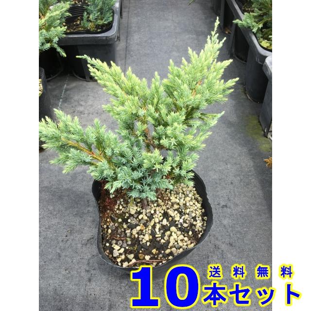 コニファー ブルーカーペット 常緑樹 低木 15 0ｐ 10本 グランドカバー 下草 雑草予防 009 010 猪之助商店 通販 Yahoo ショッピング
