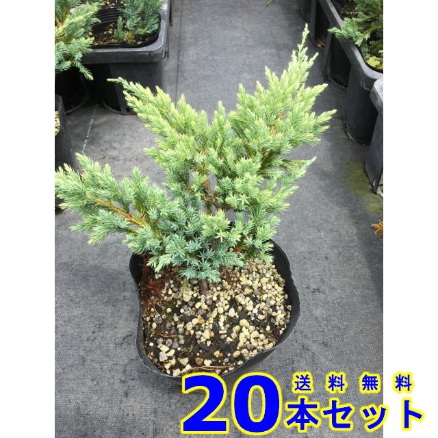 正規激安 グランドカバー コニファー ブルーカーペット 常緑樹 低木 15 0ｐ 20本 グランドカバー 下草 雑草予防 最安値に挑戦 Caasc Org Br