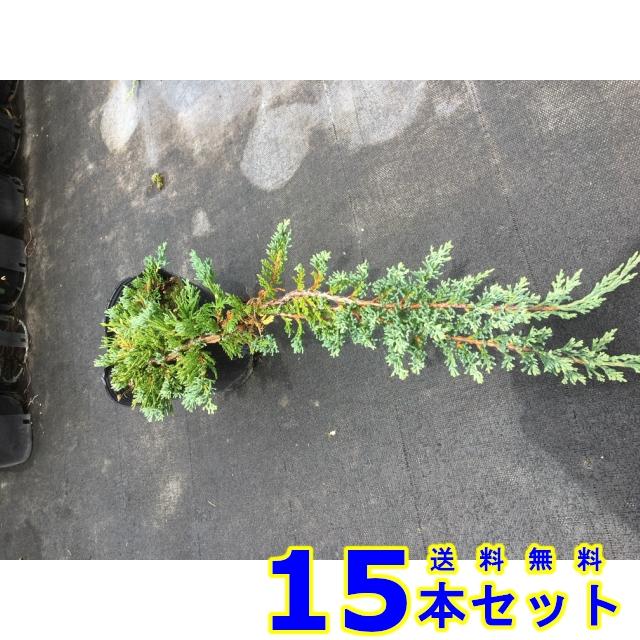 コニファー ウィルトニー 常緑樹 低木 15 0ｐ 15本 グランドカバー 下草 雑草予防 009 015 猪之助商店 通販 Yahoo ショッピング