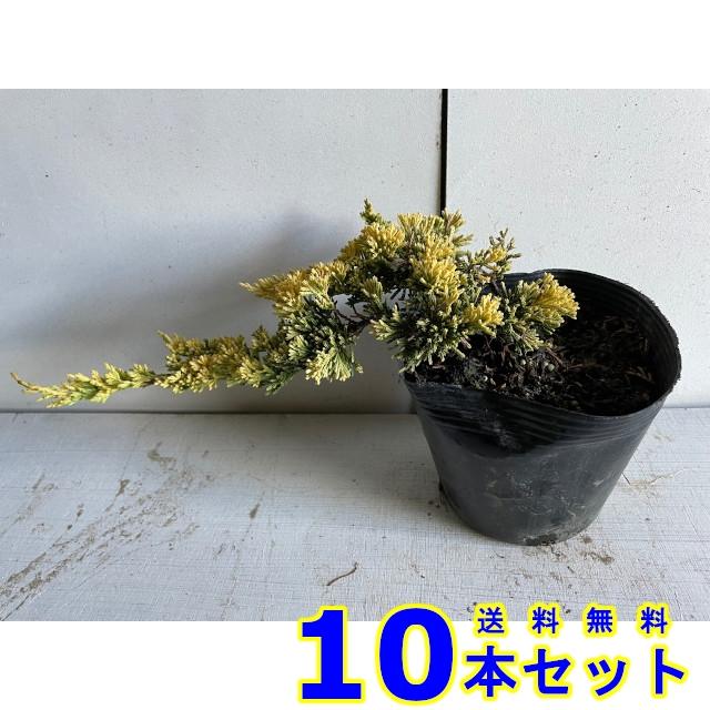 2742円 優れた品質 グランドカバー コニファー マザーローデ 黄金色 低木 15 0ｐ 10本 下草 雑草予防