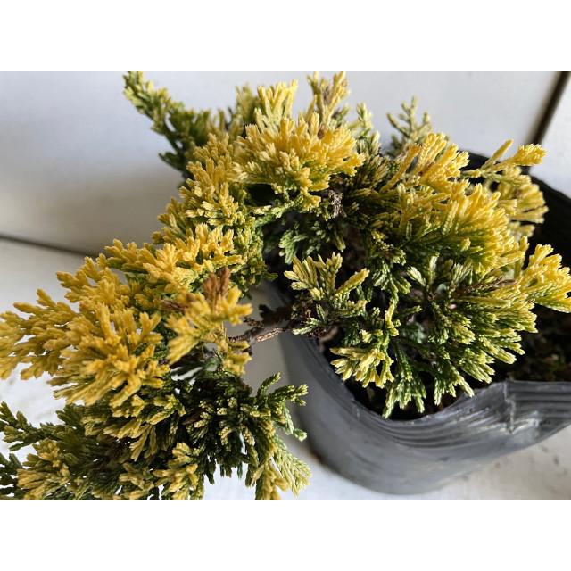 グランドカバー コニファー マザーローデ 黄金色 低木 15 0ｐ 15本 15 0ｐ グランドカバー 下草 雑草予防 009 015 猪之助商店 通販 Yahoo ショッピング