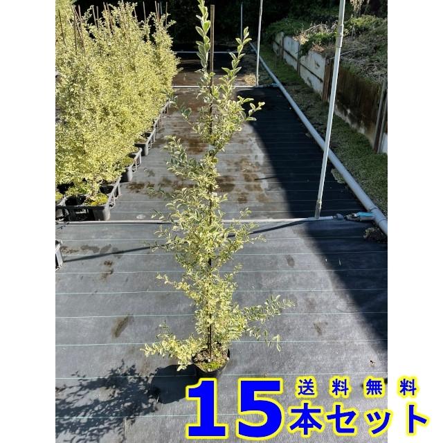 セールスーパースペシャル 植木 苗木 生垣 シルバープリペット 斑入りプリペット 15 0ｐ 15本 樹高1 0ｍ前後 15 0ｐ 009 015 猪之助商店 通販 Yahoo ショッピング 店舗 新宿 Www Seguridaddelsur Com