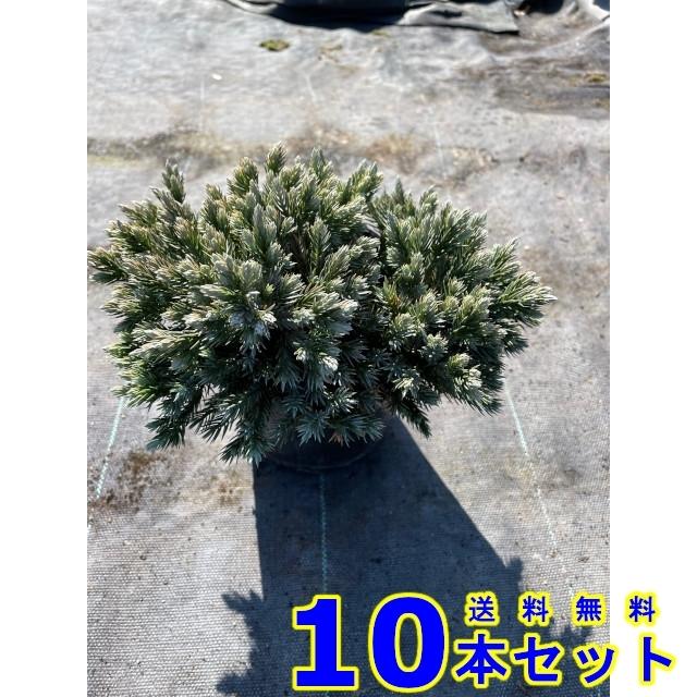 21年秋冬新作 グランドカバー コニファー ブルースター 青緑色 低木 15 0ｐ 10本 下草 雑草予防