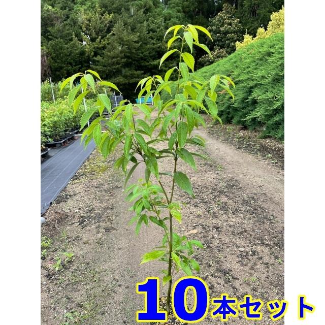 植木 苗木 生垣 アラカシ (粗樫) 15.0p 10本 樹高0.8m前後 : 猪之助 