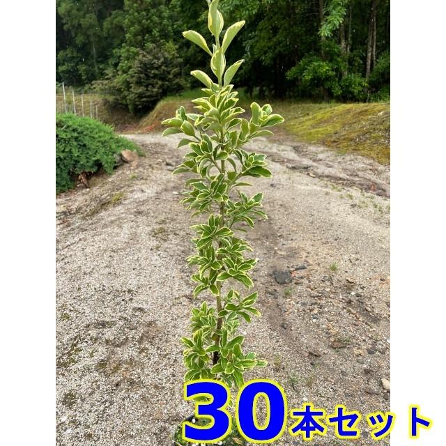 植木 若木 生け垣 フイリマサキ (斑入りマサキ)  15.0ｐ          30本      樹高0.6ｍ前後   15.0ｐ 苗木、植木-その他苗木、植木