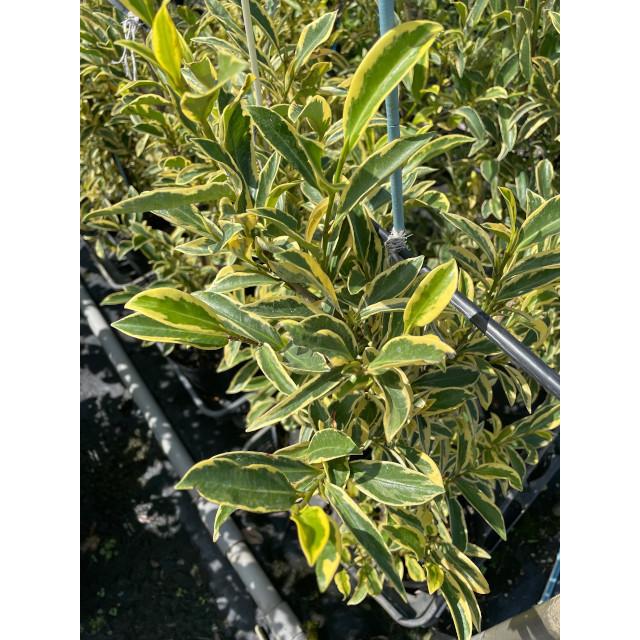 植木　フイリサカキ 森の樹木図鑑 フイリサカキ ｜きこりんの森