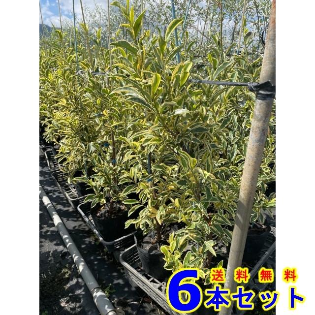 植木　フイリサカキ 植木 フイリサカキ (斑入りサカキ 榊) 18.0p 6本 樹高0.8m前後 植木