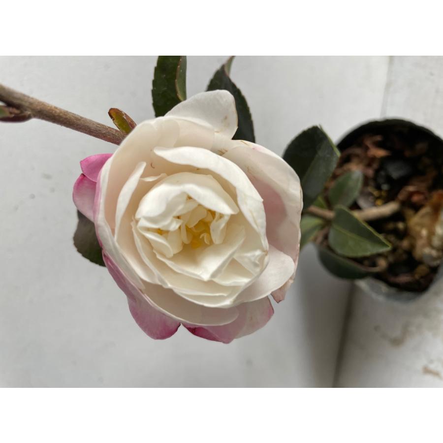 植木 生垣 サザンカ アサクラ 山茶花 朝倉 白花 10 5ｐ 10本 樹高0 4ｍ前後 10 5ｐ 植木 苗木 シンボルツリー 生垣 010 010 猪之助商店 通販 Yahoo ショッピング
