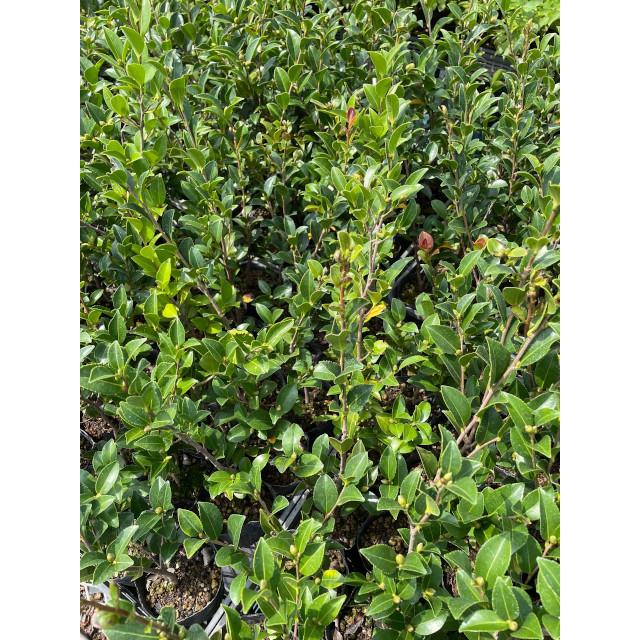 植木 生垣 サザンカ ネギリス 山茶花 うすいピンク色の花 10 5ｐ 本 樹高0 4ｍ前後 10 5ｐ 植木 苗木 シンボルツリー 生垣 010 0 猪之助商店 通販 Yahoo ショッピング