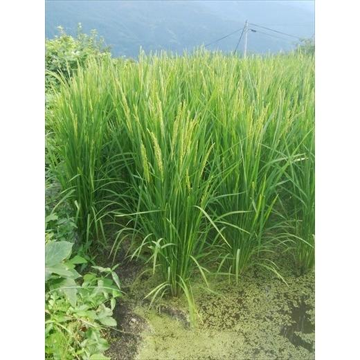 鳥取より「自然栽培・天日干し」 お米（旭）玄米 10kg 無農薬・無