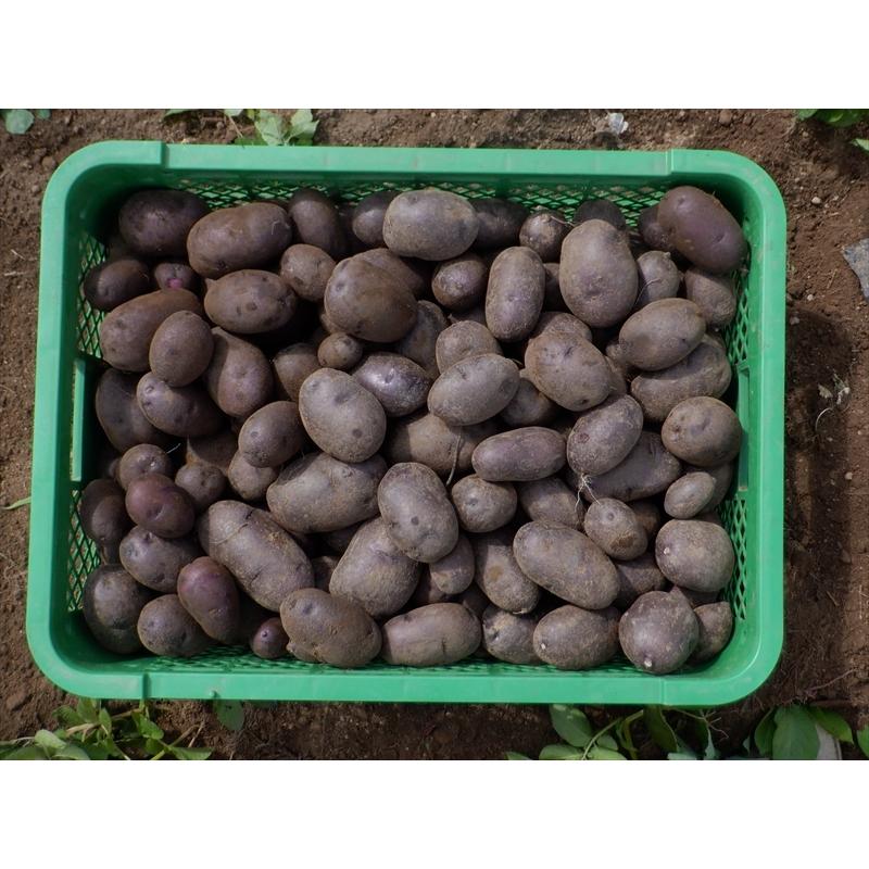 タワラマゼラン 1kg 自然栽培（無肥料・無農薬・無除草剤