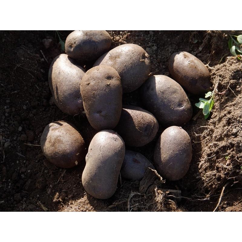 タワラマゼラン 1kg 自然栽培（無肥料・無農薬・無除草剤