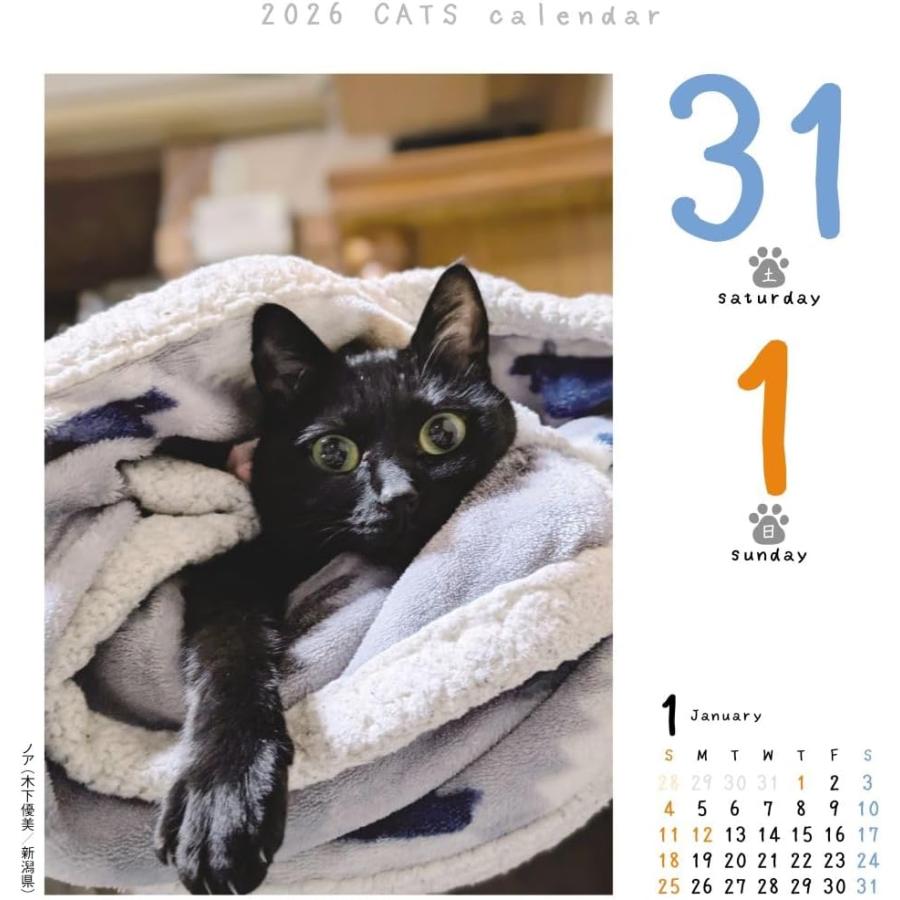 カレンダー 猫 2026 猫めくり 卓上 リフィル : インプットM広島Yahoo