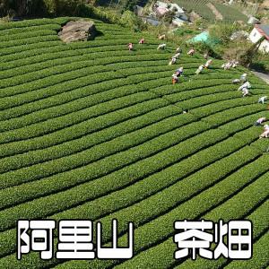 値下！台湾台北高級店購入　WANG'S TEA 高級高山烏龍茶・金萱 300g 値下！台湾台北高級店購入 WANG'S TEA 高級高山烏龍茶・金萱