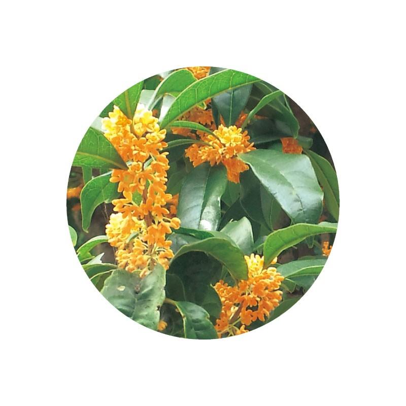 アロマオイル 生活の木 キンモクセイ 10ml エッセンシャルオイル 精油 08 440 2790 インセントオンラインショップ 通販 Yahoo ショッピング