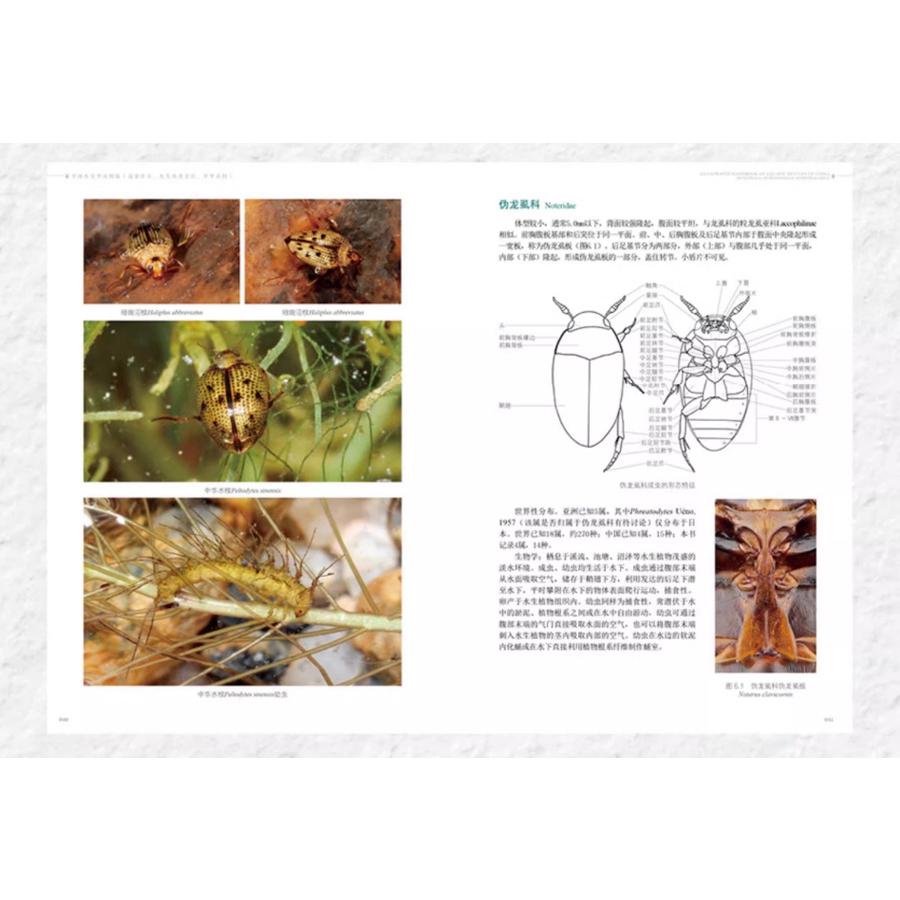 中国水生甲虫図鑑（中国簡体字）*注意事項を読んで了承しました
