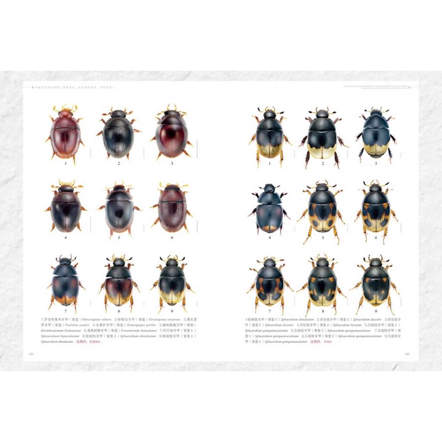 水生甲虫 水甲虫 中国水生甲虫図鑑（中国簡体字）*注意事項を読んで了承しました