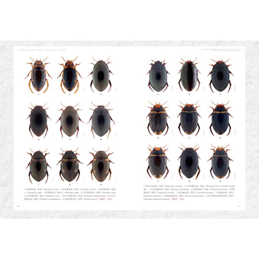 中国水生甲虫図鑑（中国簡体字）*注意事項を読んで了承しました