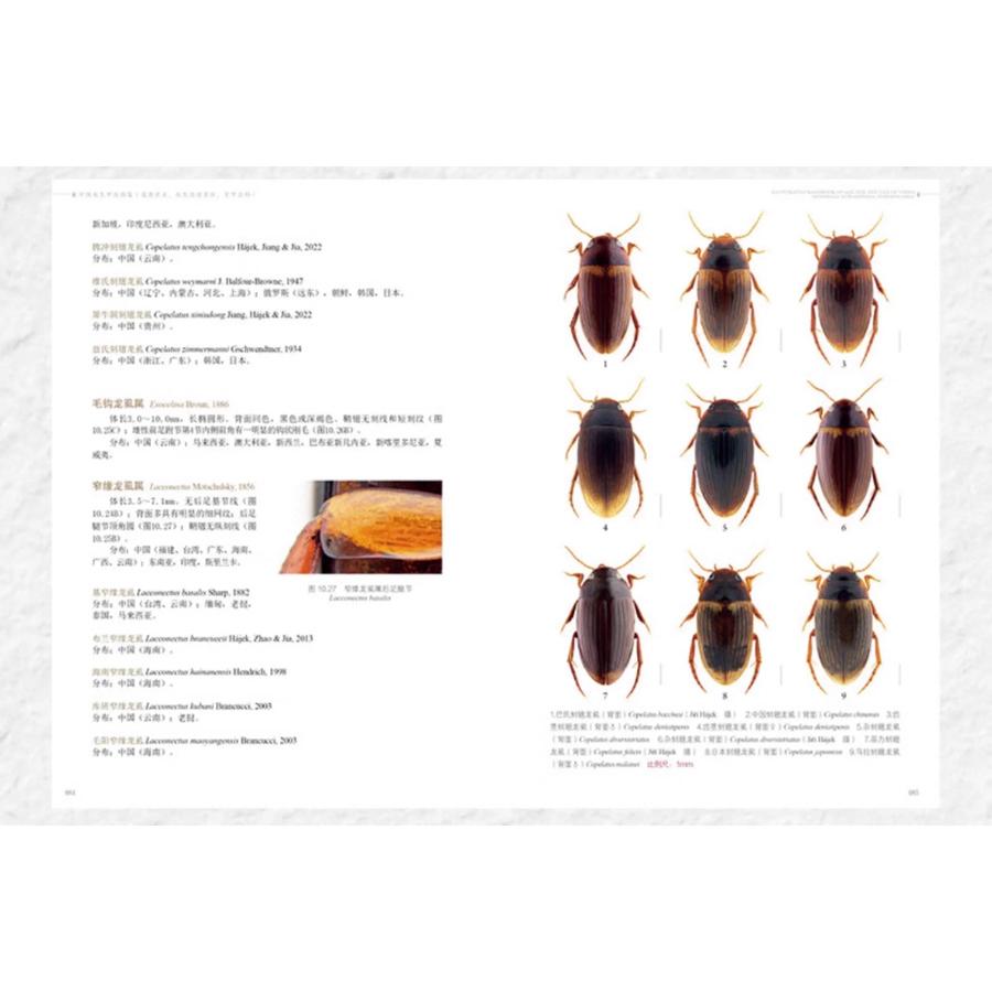 水生甲虫 水甲虫 中国水生甲虫図鑑（中国簡体字）*注意事項を読んで了承しました