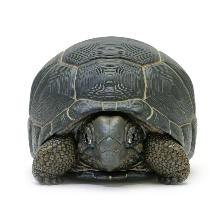 【動物の惑星】アルダブラゾウガメ フィギュア |  | 07