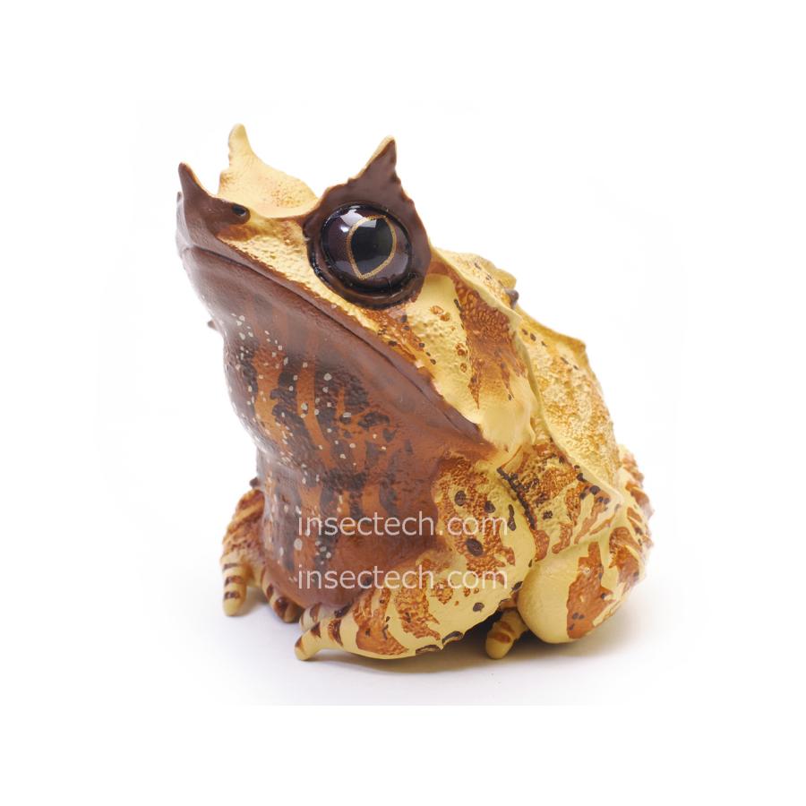 【動物の惑星】ミツヅノコノハガエル フィギュア | 