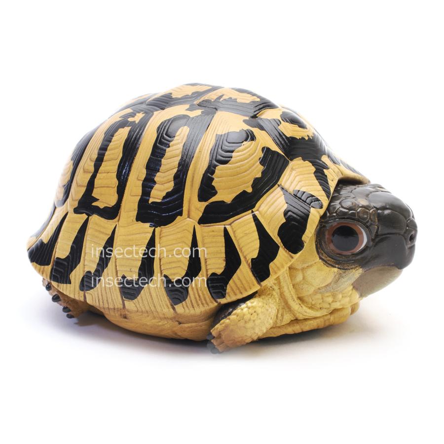 【動物の惑星】ヒガシヘルマンリクガメ フィギュア |  | 06