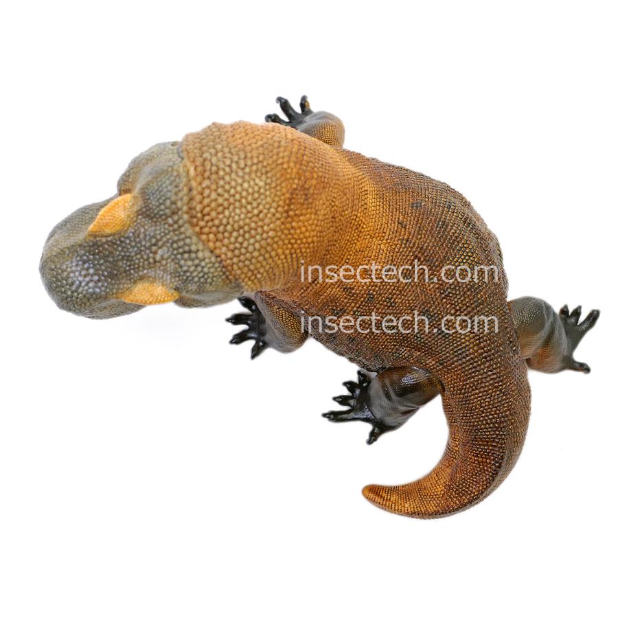 【動物の惑星】コモドオオトカゲ フィギュア |  | 08
