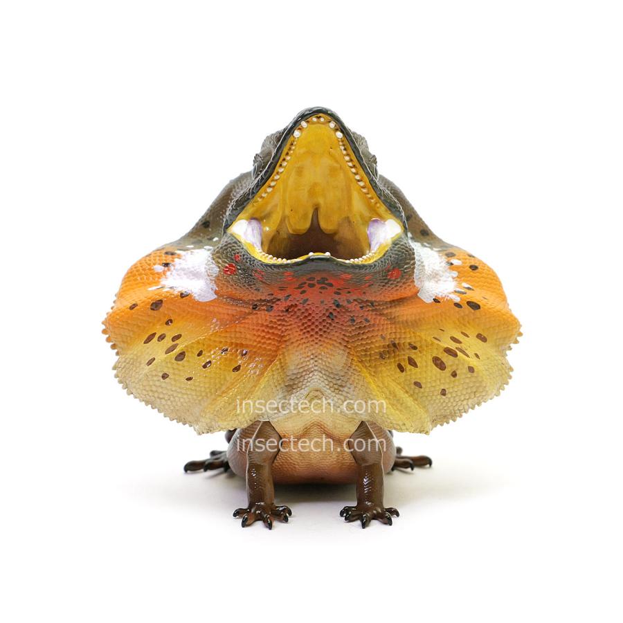 【動物の惑星】エリマキトカゲ フィギュア |  | 07