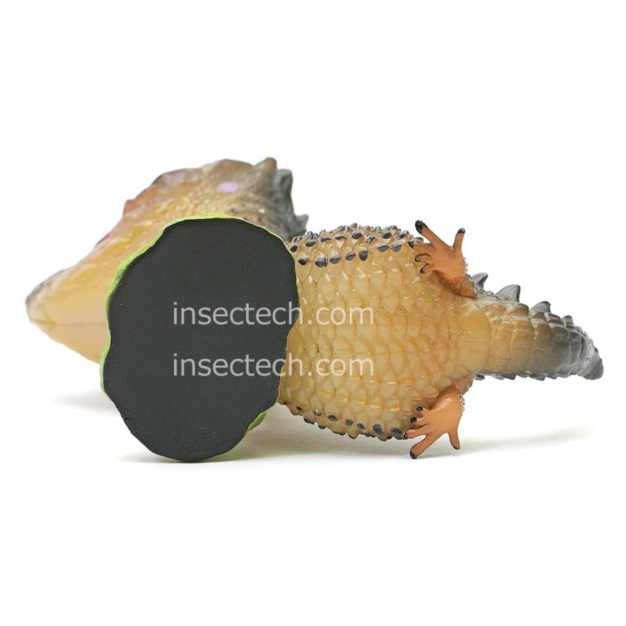 【動物の惑星】アカメカブトトカゲ フィギュア |  | 09