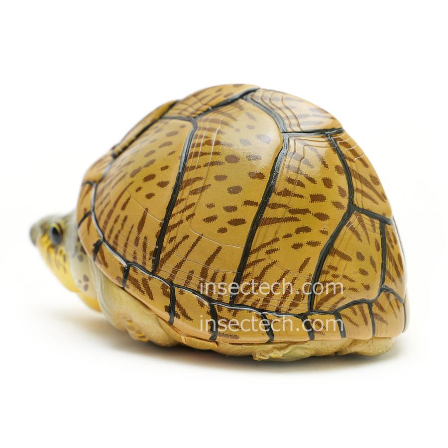 【動物の惑星】カブトニオイガメ フィギュア |  | 02