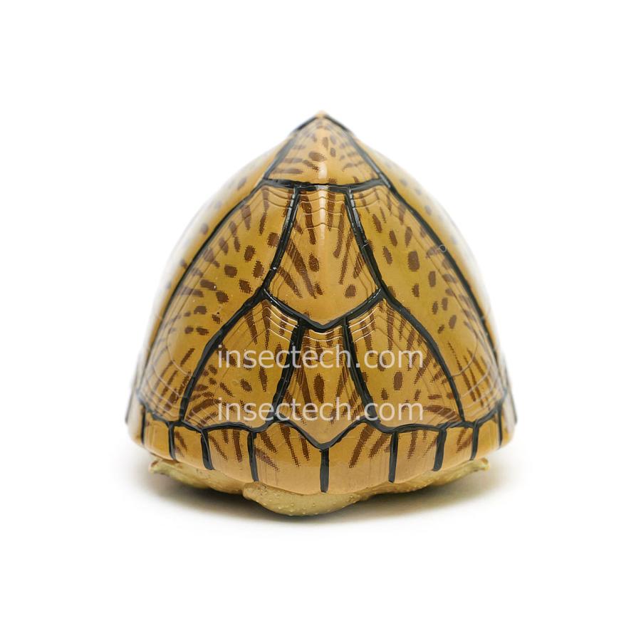【動物の惑星】カブトニオイガメ フィギュア |  | 03