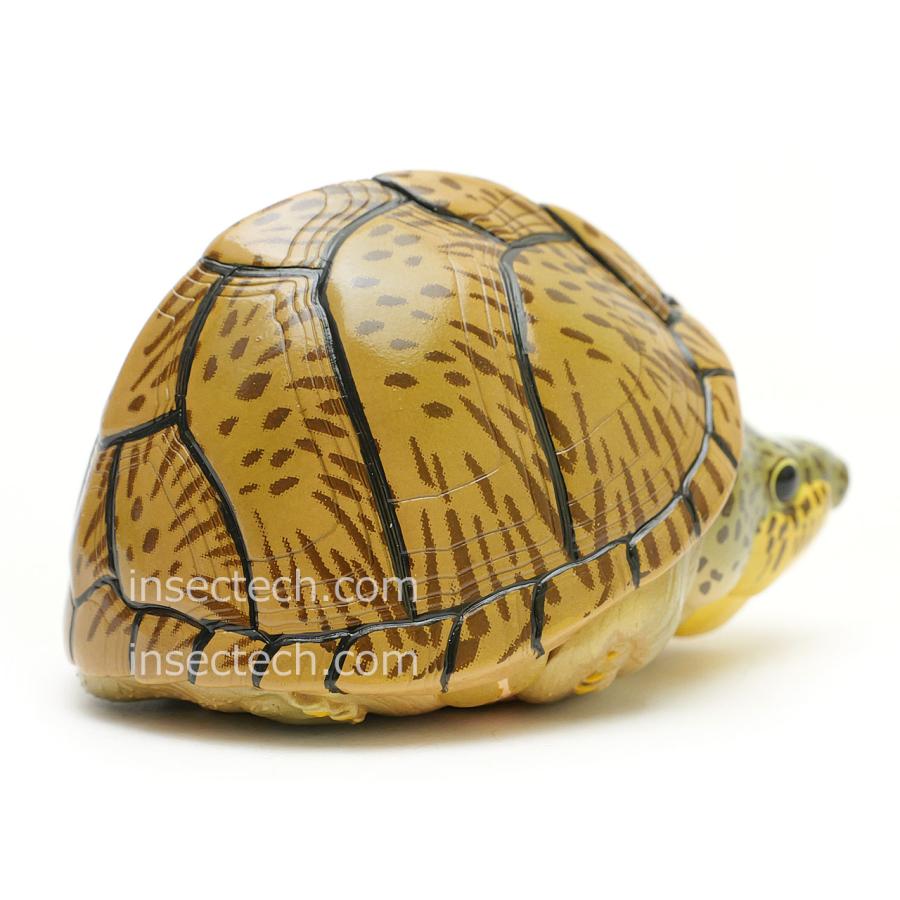 【動物の惑星】カブトニオイガメ フィギュア |  | 04
