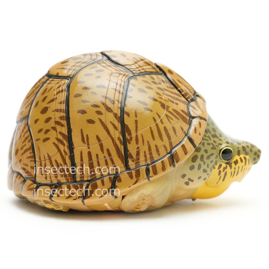 【動物の惑星】カブトニオイガメ フィギュア |  | 05