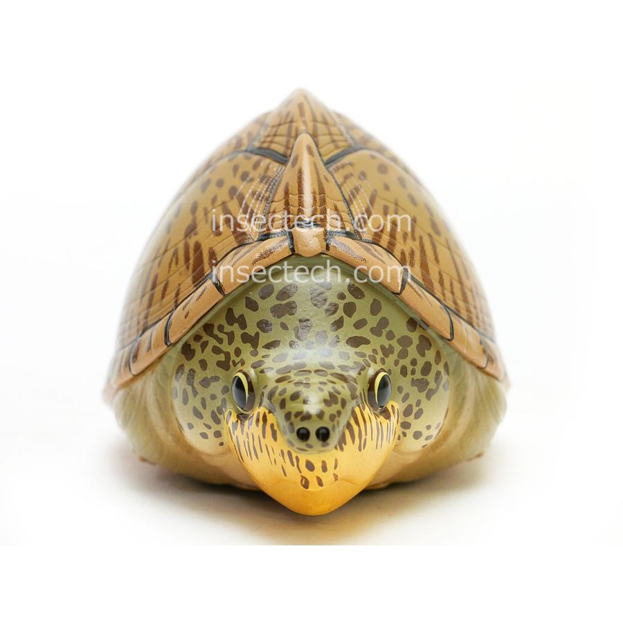 【動物の惑星】カブトニオイガメ フィギュア |  | 07