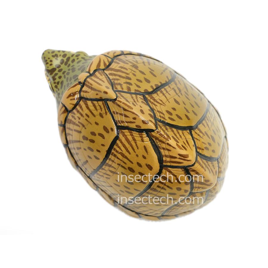 【動物の惑星】カブトニオイガメ フィギュア |  | 08