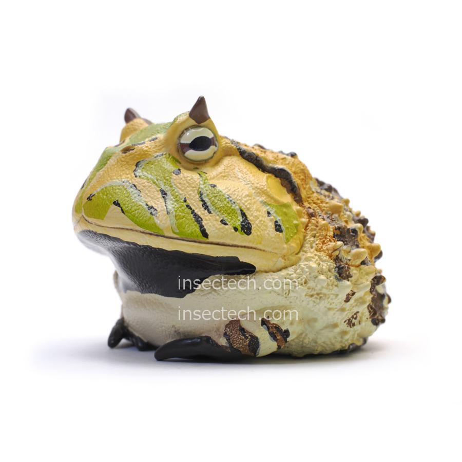 【動物の惑星】ベルツノガエル（タイプA）フィギュア | 
