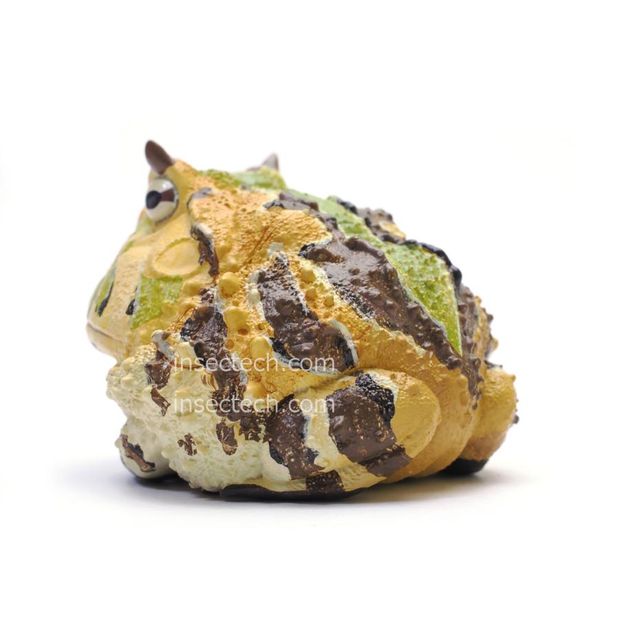 【動物の惑星】ベルツノガエル（タイプA）フィギュア |  | 02