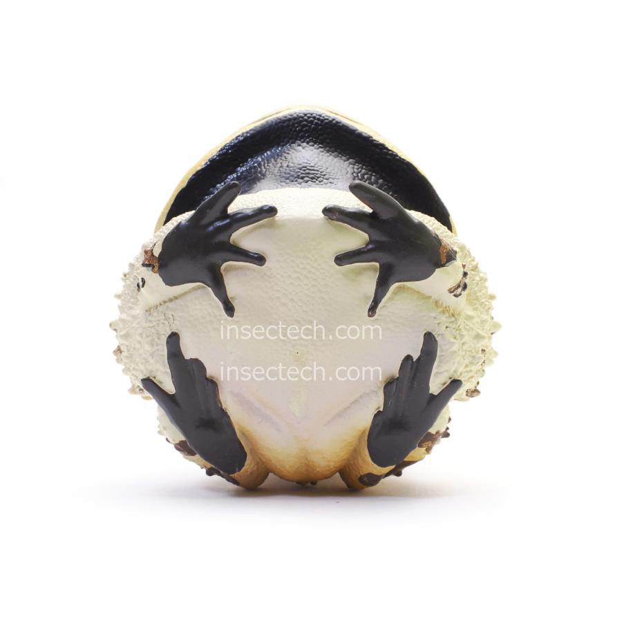 【動物の惑星】ベルツノガエル（タイプA）フィギュア |  | 03