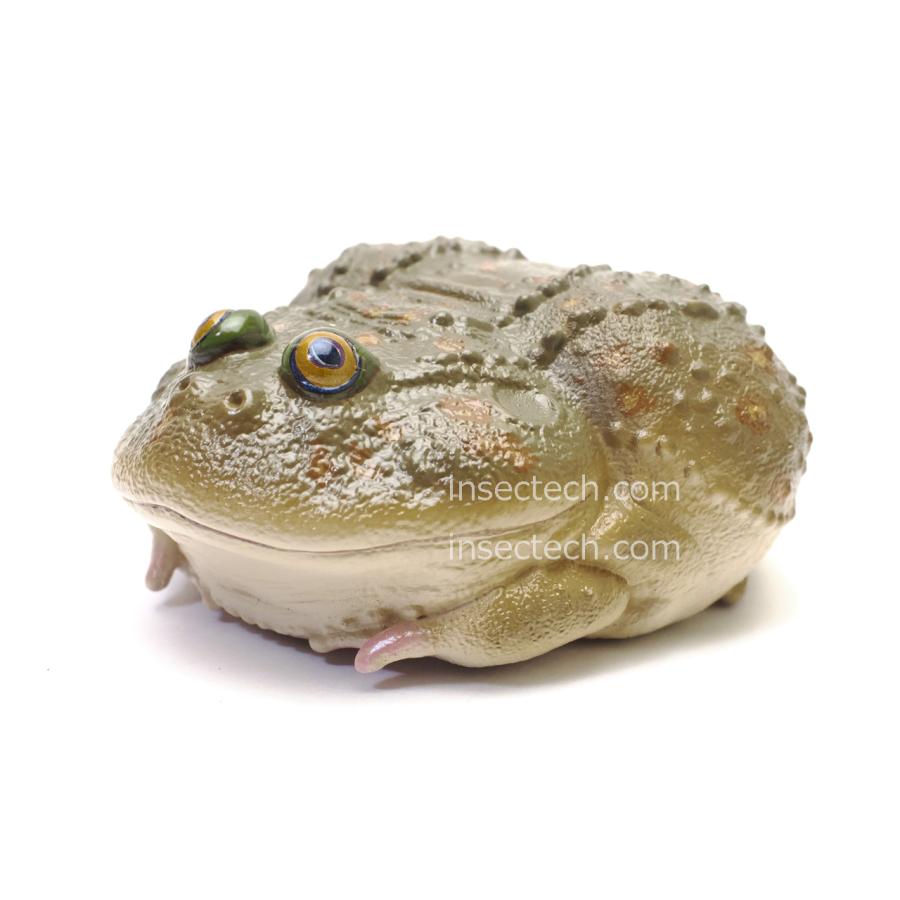 【動物の惑星】ネコメタピオカガエル フィギュア | 