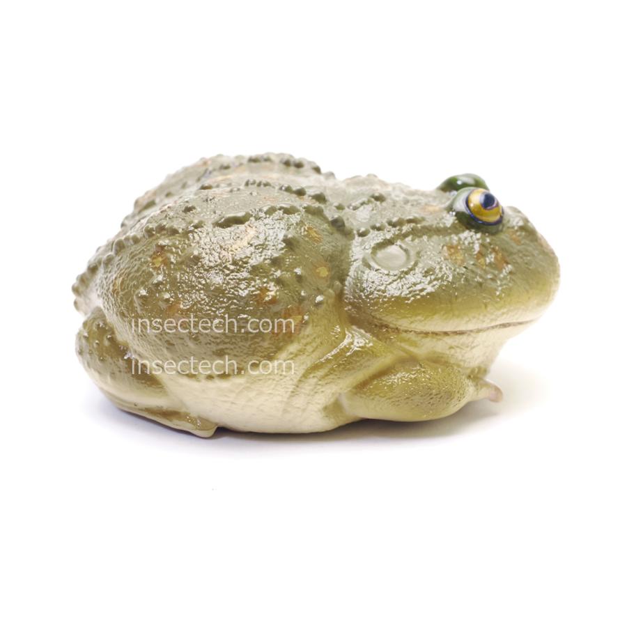 【動物の惑星】ネコメタピオカガエル フィギュア |  | 02