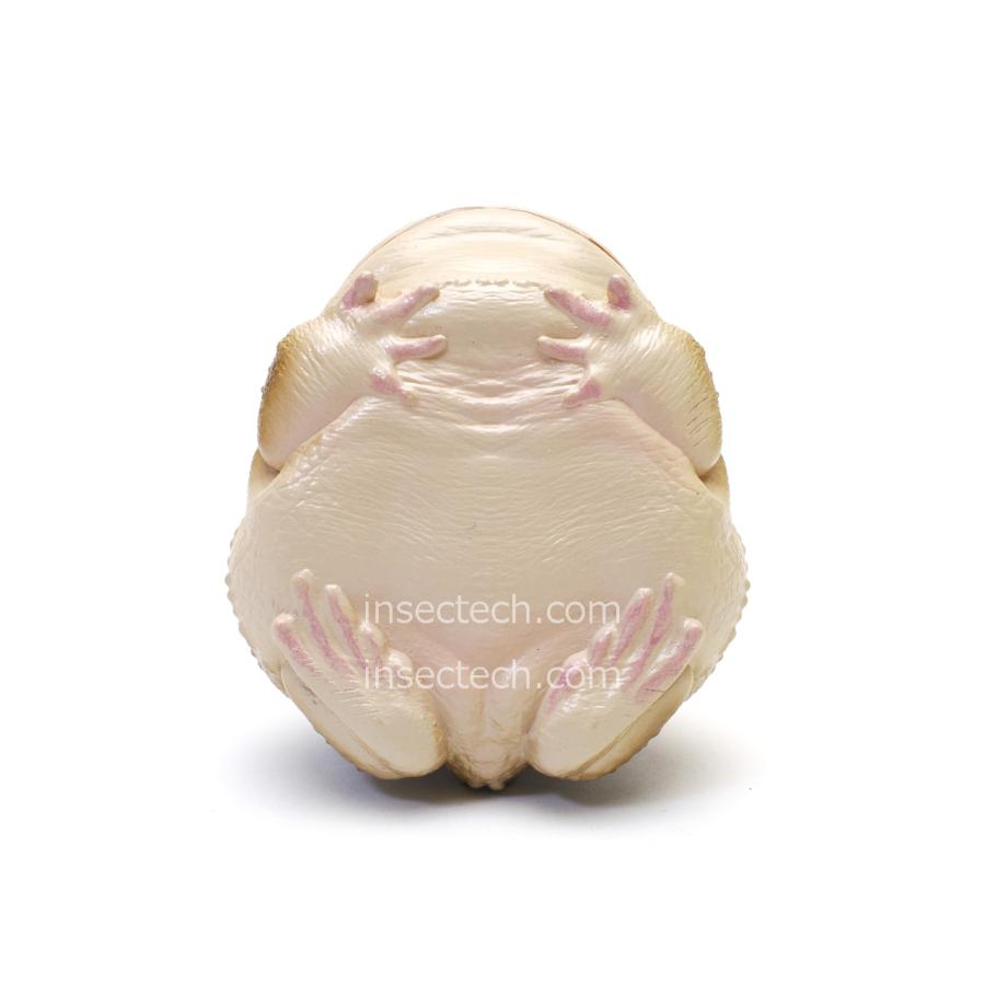 【動物の惑星】ネコメタピオカガエル フィギュア |  | 03
