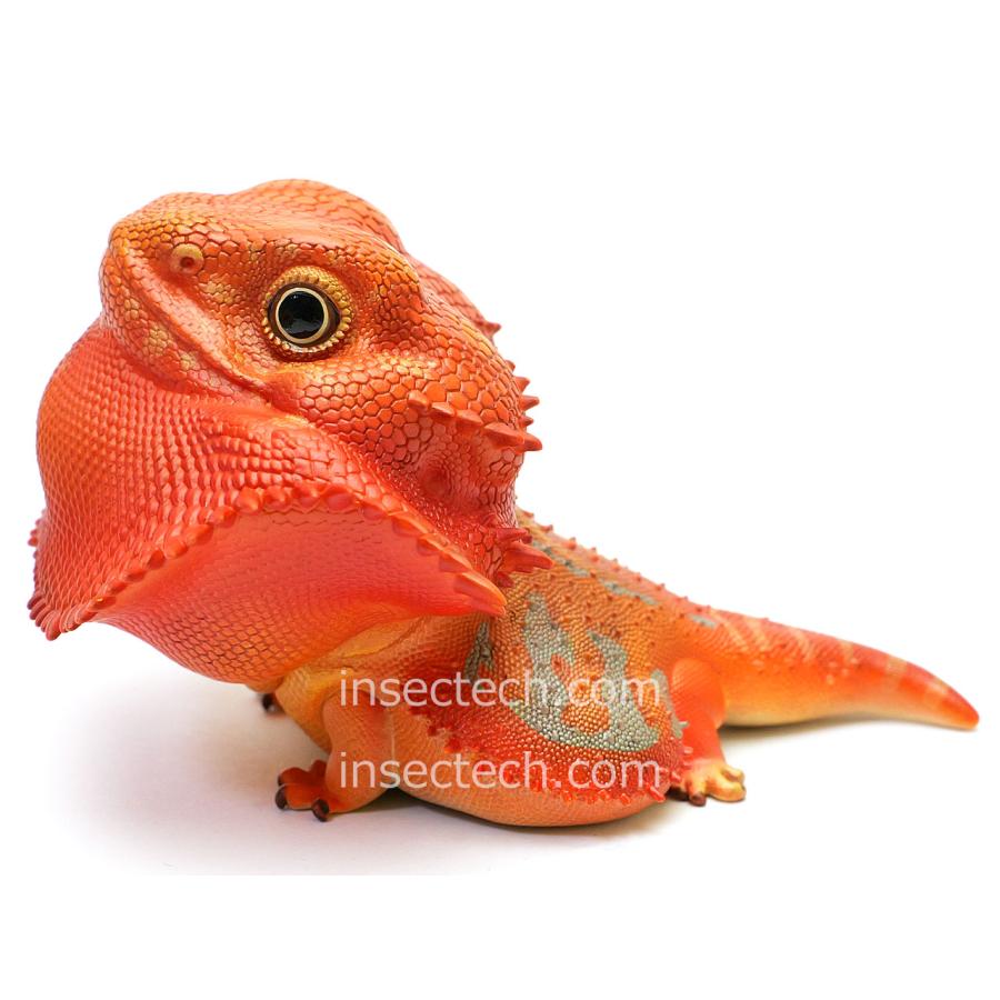 【動物の惑星】フトアゴヒゲトカゲ（レッド）フィギュア |  | 01