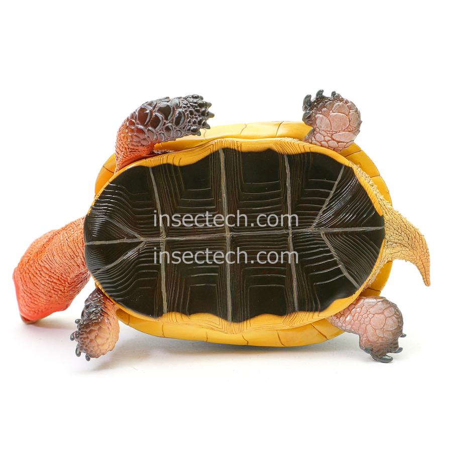【動物の惑星 写実シリーズ】第四弾 初回アカガエル付属 チュウゴクセマルハコガメ フィギュア |  | 10