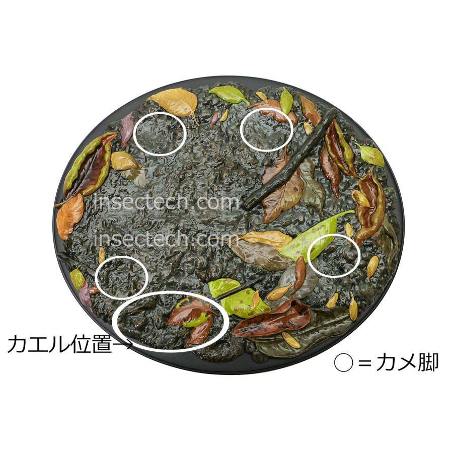 【動物の惑星 写実シリーズ】第四弾 初回アカガエル付属 チュウゴクセマルハコガメ フィギュア |  | 11