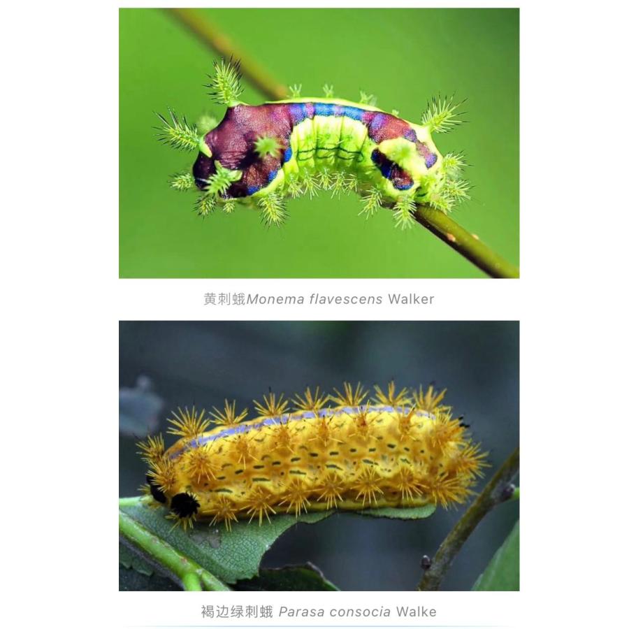 中国鱗翅目幼虫カラー図鑑（中国簡体字）*注意事項を読んで了承しました |  | 01