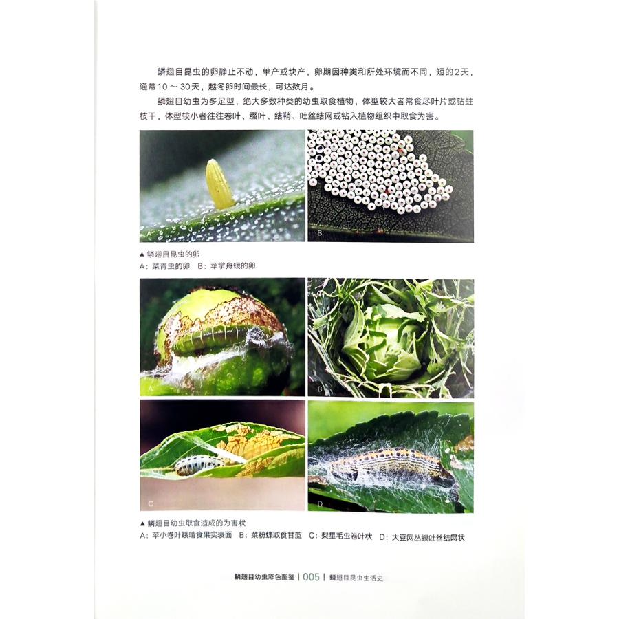 中国鱗翅目幼虫カラー図鑑（中国簡体字）*注意事項を読んで了承しました |  | 02