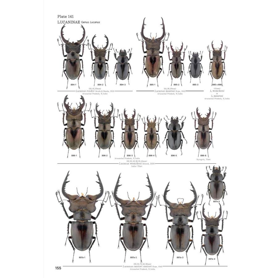 【限定著者サイン入り】LUCANIDAE OF THE WORLD（英語・韓国語） 限定著者サイン入り LUCANIDAE OF THE WORLD